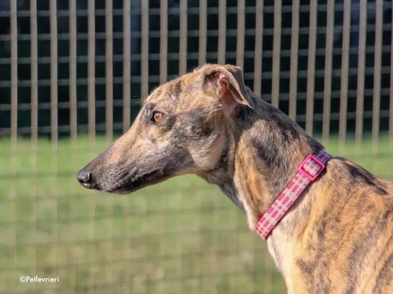 violet adozione levrieri greyhound 2 1