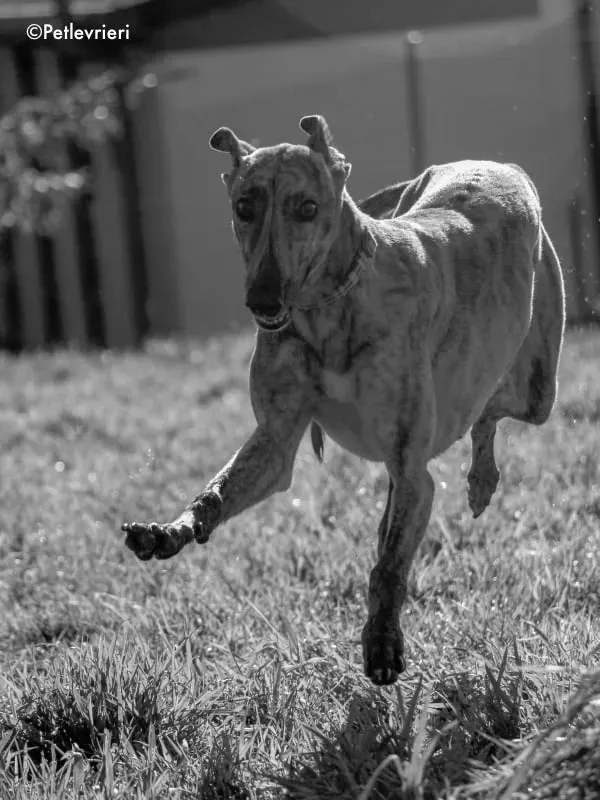violet adozione levrieri greyhound 3 1