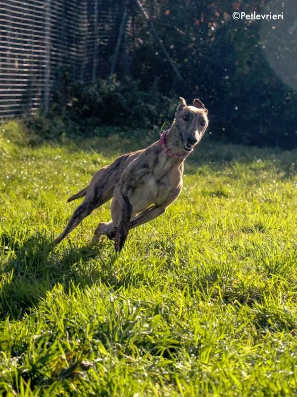 violet adozione levrieri greyhound 4 1
