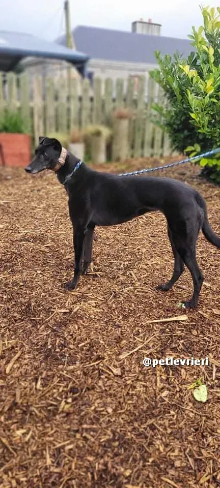 vishnu adozione greyhound lurcher pet levrieri 01