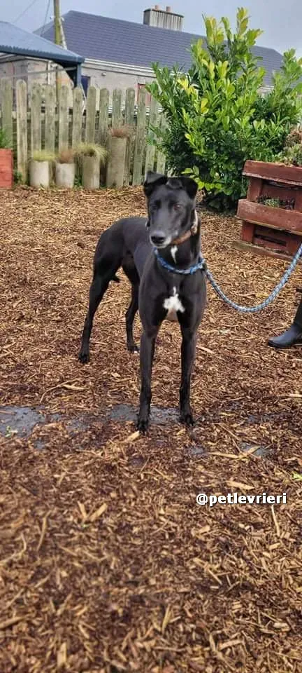 vishnu adozione greyhound lurcher pet levrieri 02