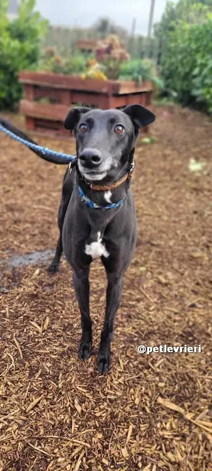 vishnu adozione greyhound lurcher pet levrieri 03