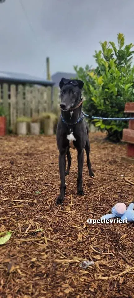 vishnu adozione greyhound lurcher pet levrieri 04