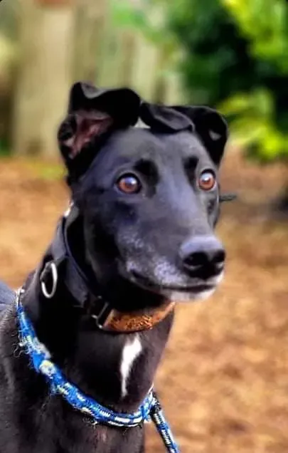 vishnu adozione greyhound lurcher pet levrieri 05 e1639554434855