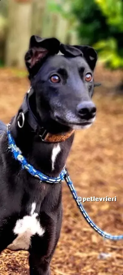 vishnu adozione greyhound lurcher pet levrieri 05