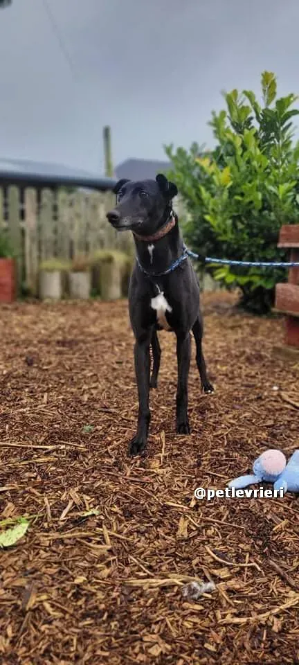 vishnu adozione greyhound lurcher pet levrieri 06