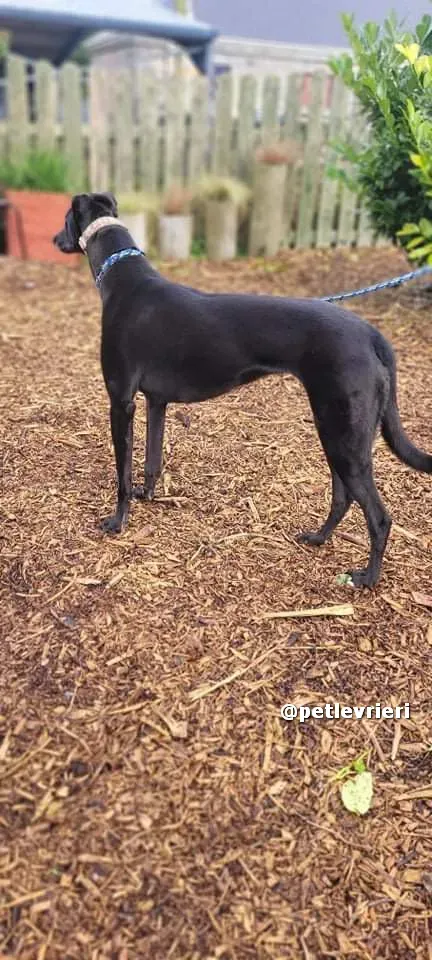 vishnu adozione greyhound lurcher pet levrieri 07