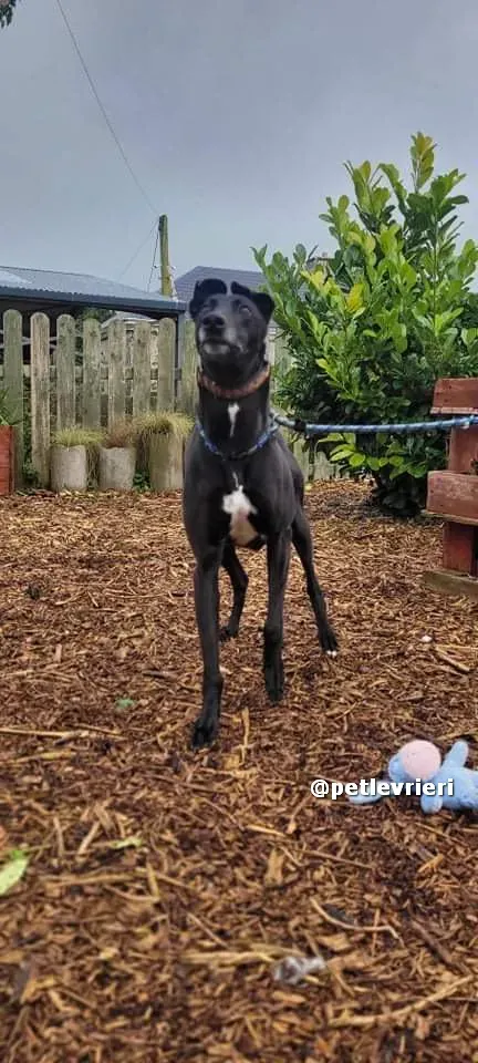 vishnu adozione greyhound lurcher pet levrieri 08