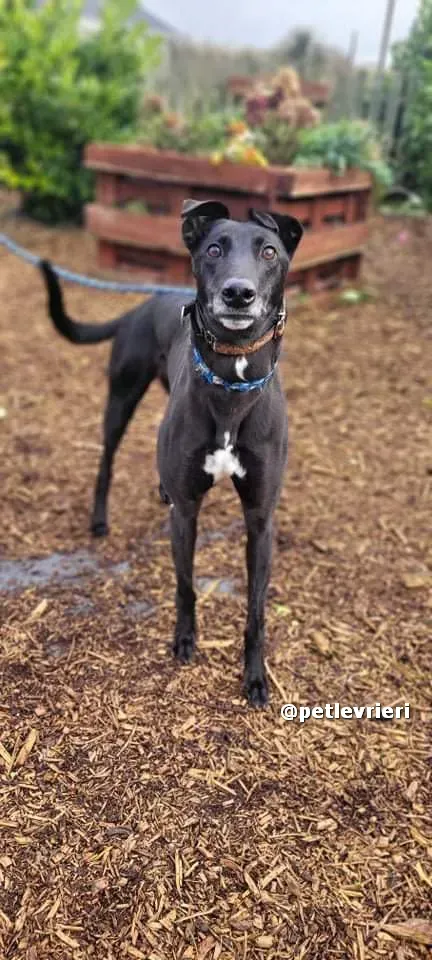 vishnu adozione greyhound lurcher pet levrieri 09