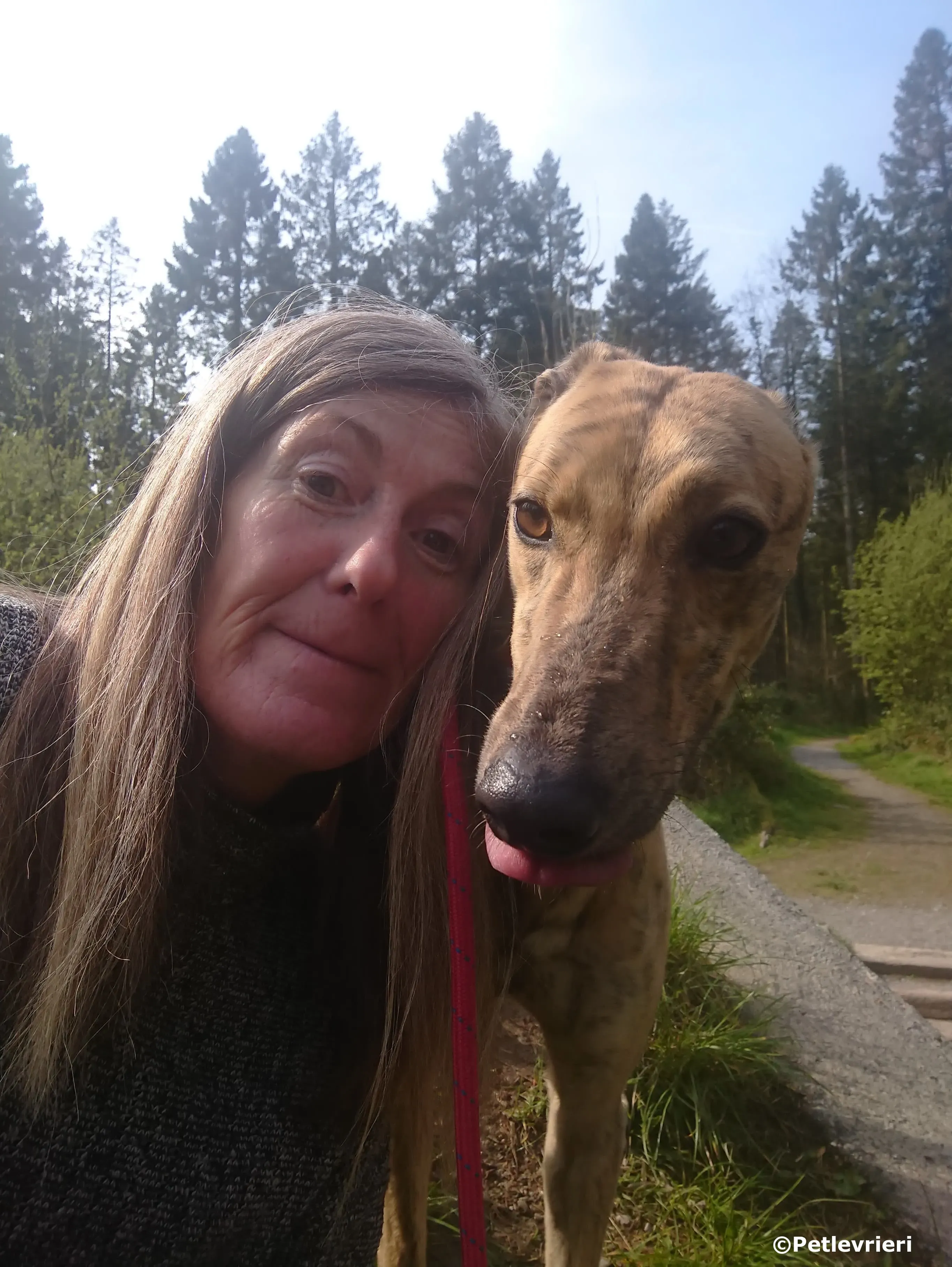 vogue adozione levrieri greyhound 2