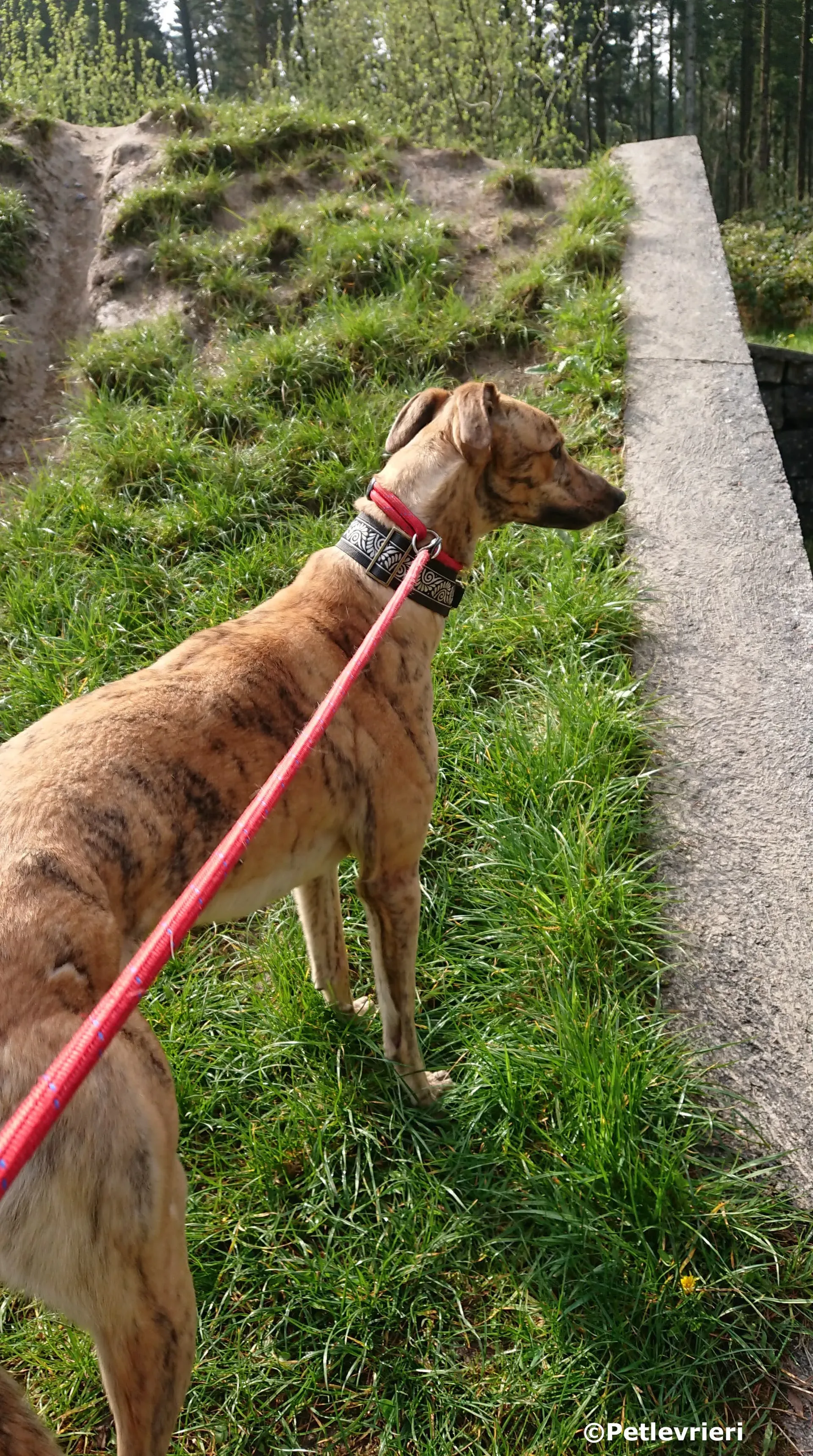 vogue adozione levrieri greyhound 3