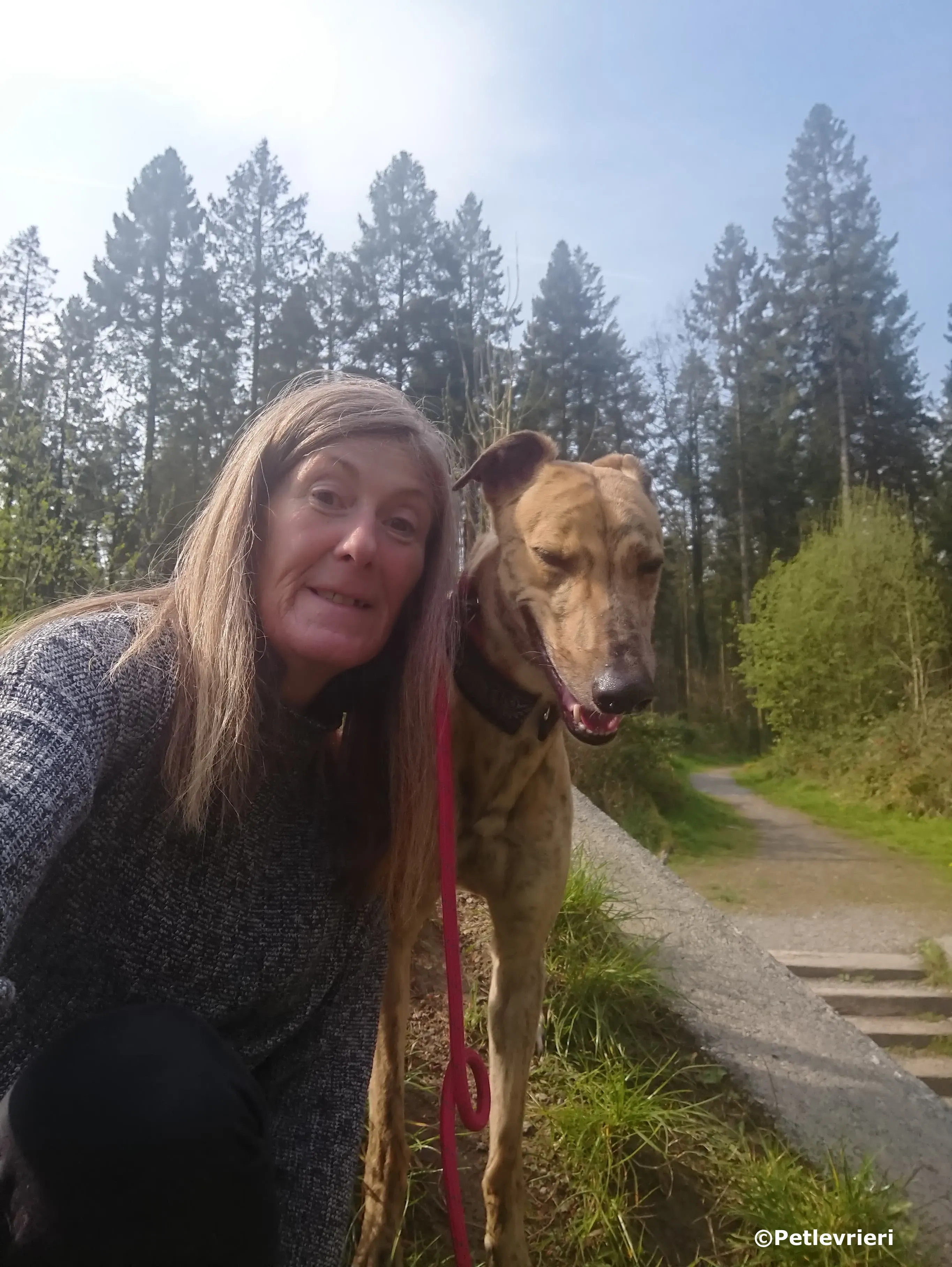 vogue adozione levrieri greyhound 6