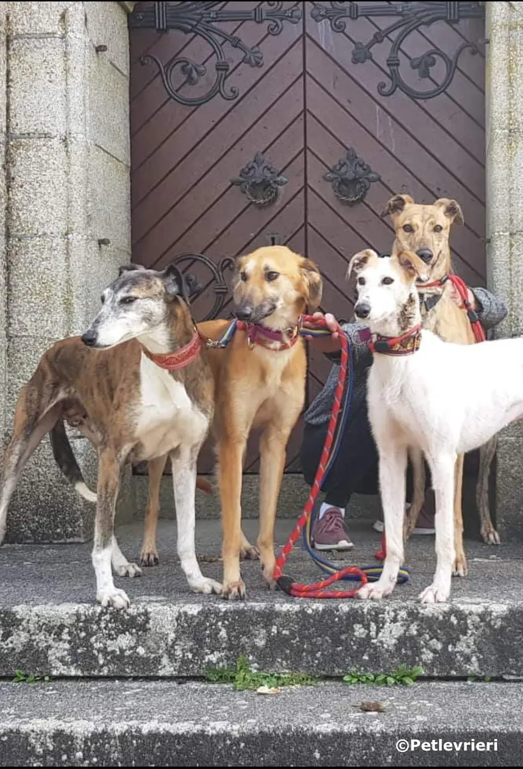 vogue adozione levrieri greyhound 7