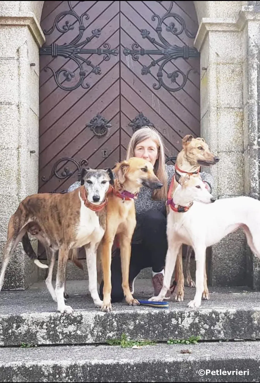 vogue adozione levrieri greyhound 8