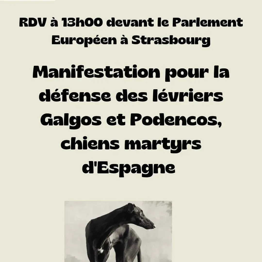 volantino manifestazione strasburgo 1° giugno 2024 1