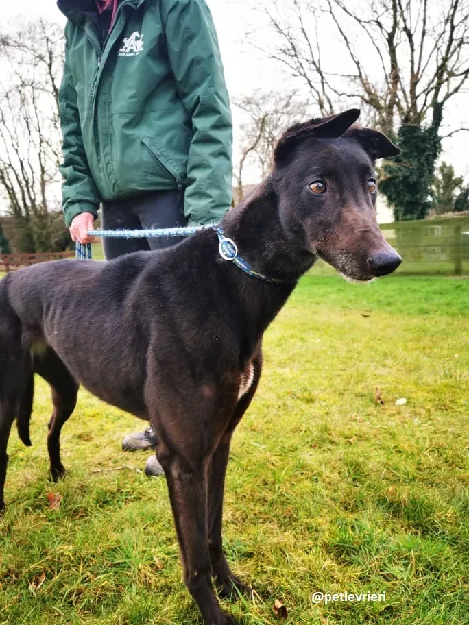 vonya adozione greyhound 1