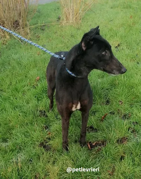 vonya adozione greyhound 2 1