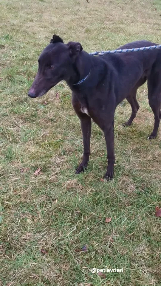 vonya adozione greyhound 2