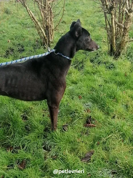 vonya adozione greyhound 3 1