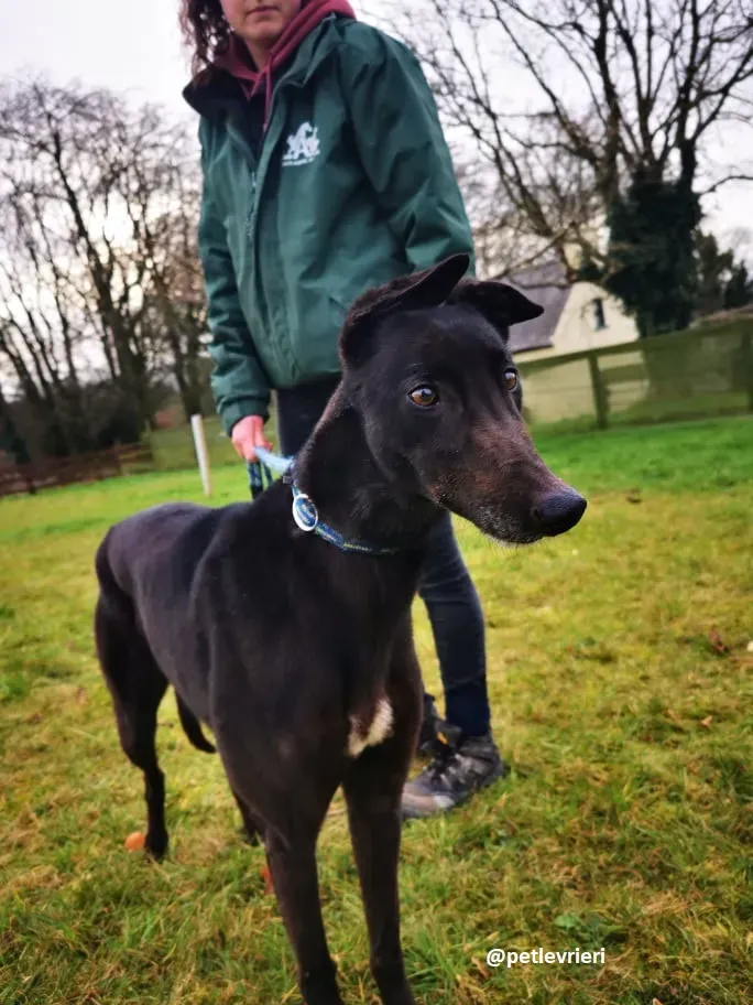 vonya adozione greyhound 3