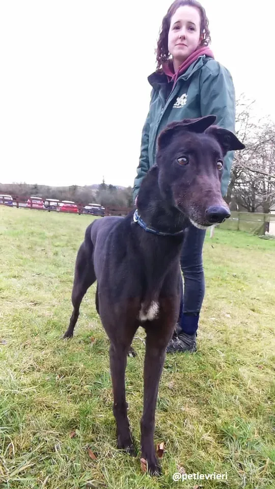 vonya adozione greyhound 4