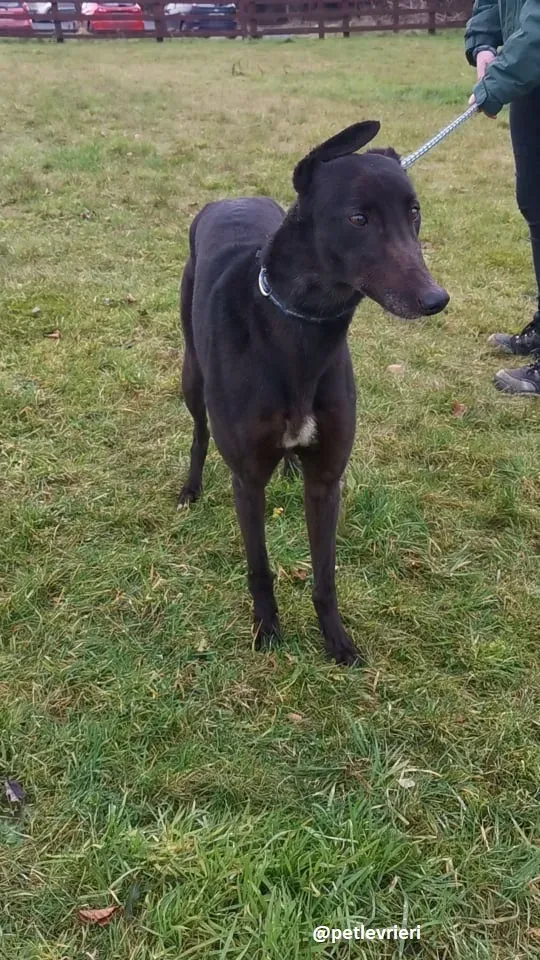 vonya adozione greyhound 5