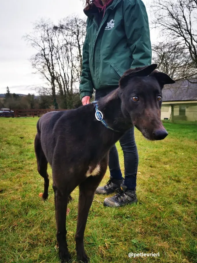 vonya adozione greyhound 6