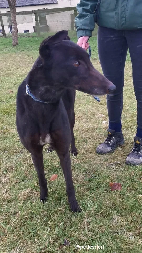 vonya adozione greyhound 7