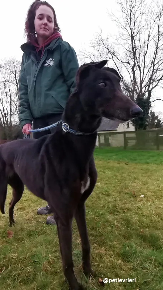 vonya adozione greyhound 8