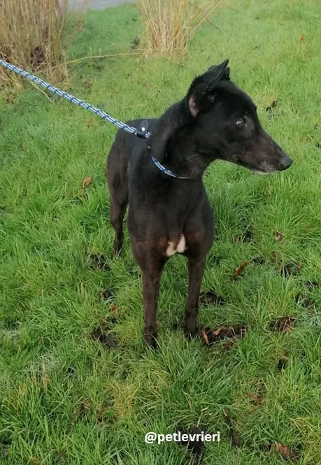 vonya adozione greyhound 9