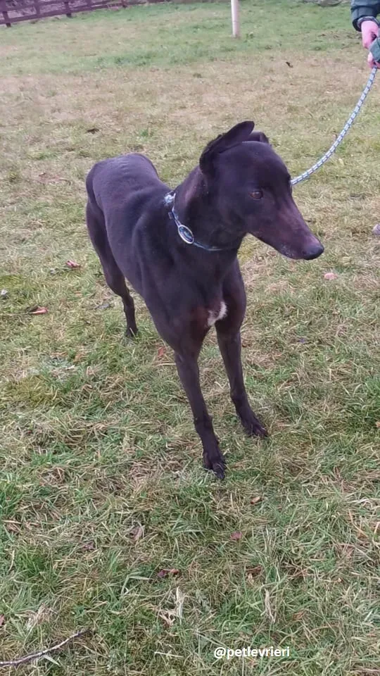 vonya adozione greyhound