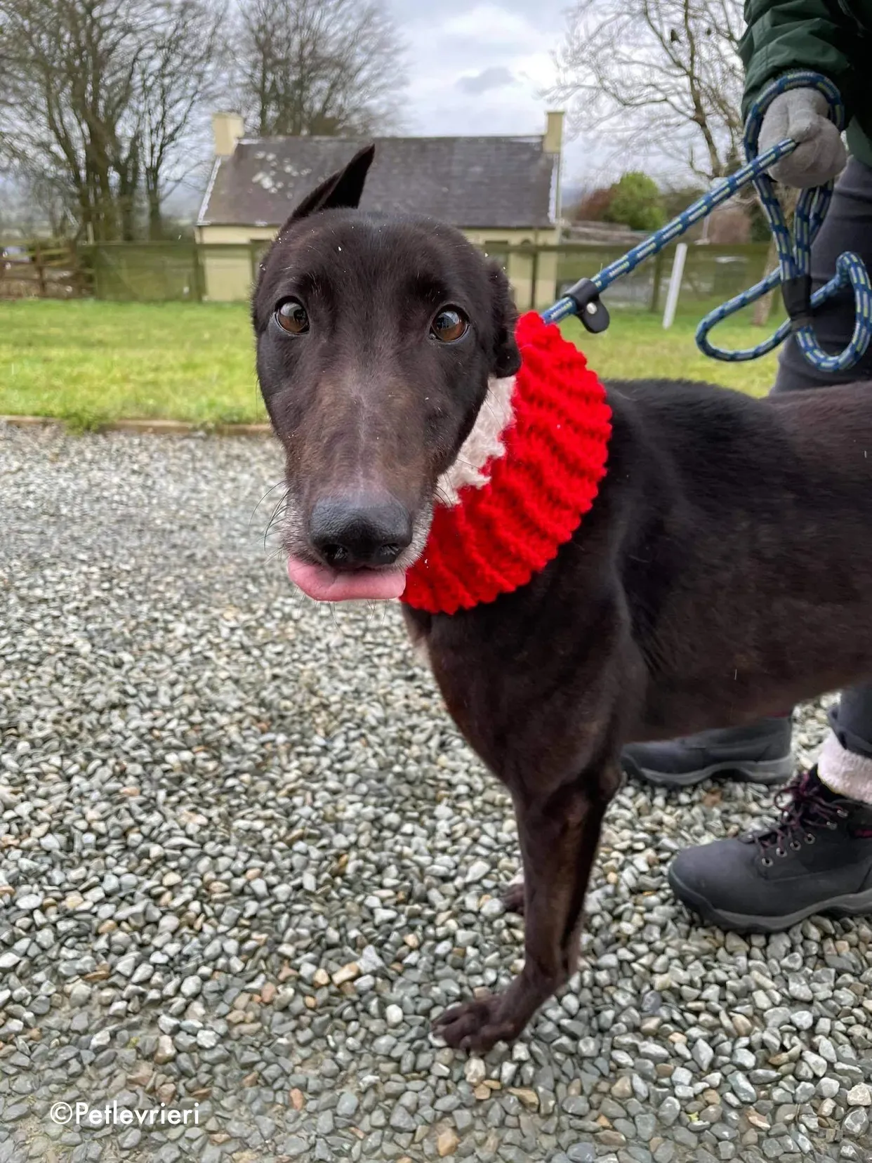 vonya adozione levrieri greyhound 2