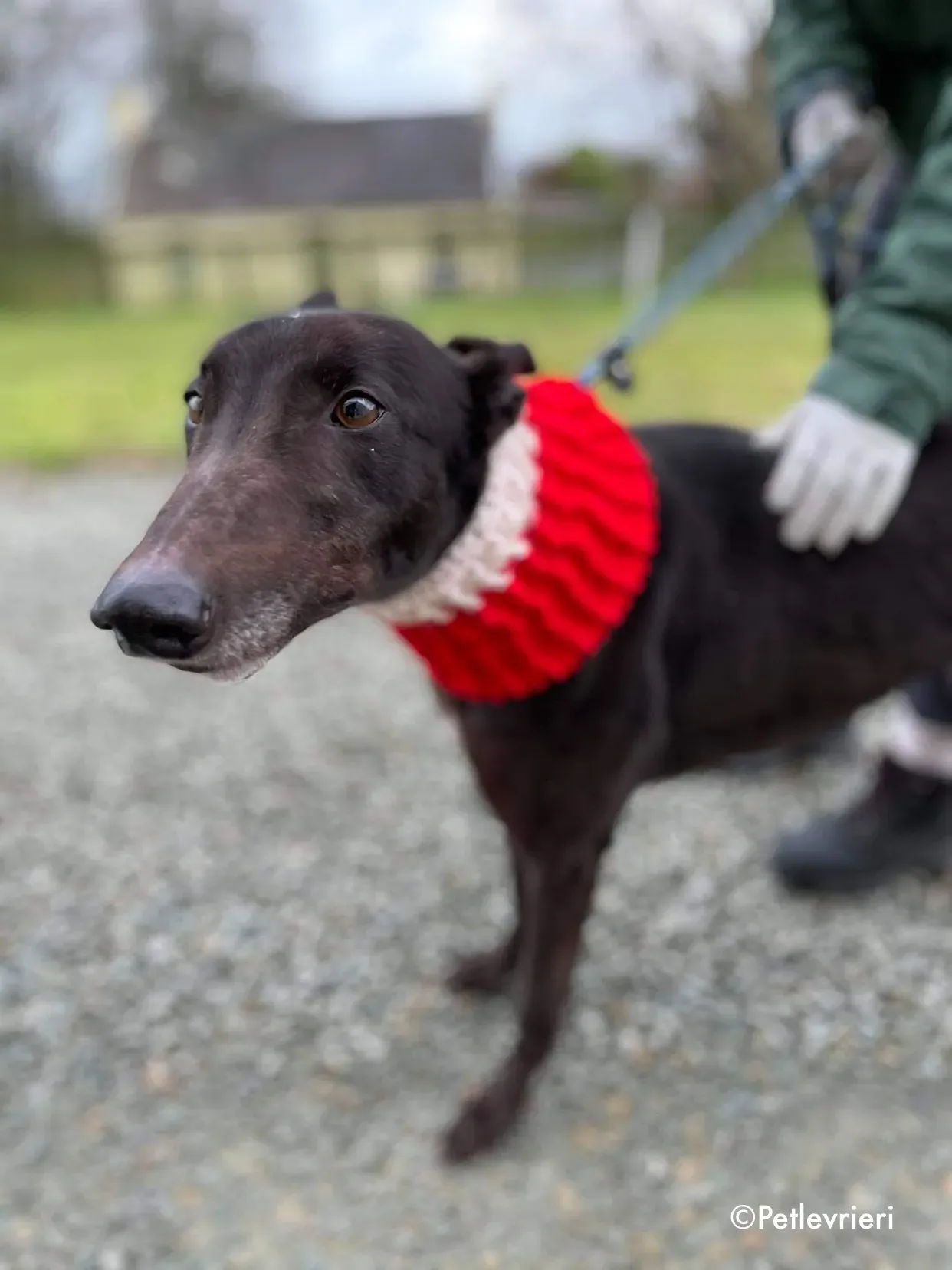 vonya adozione levrieri greyhound 20