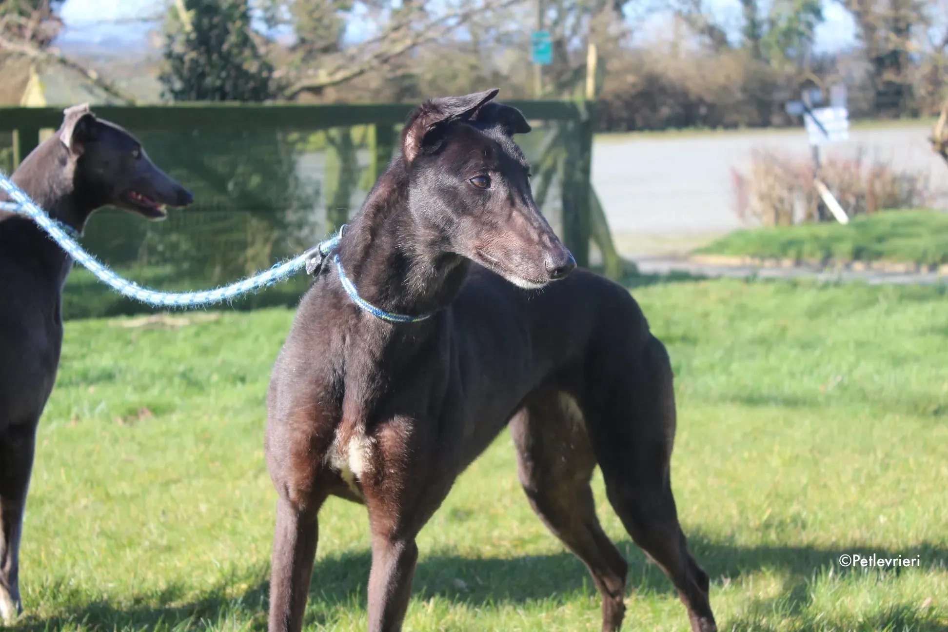 vonya adozione levrieri greyhound 21