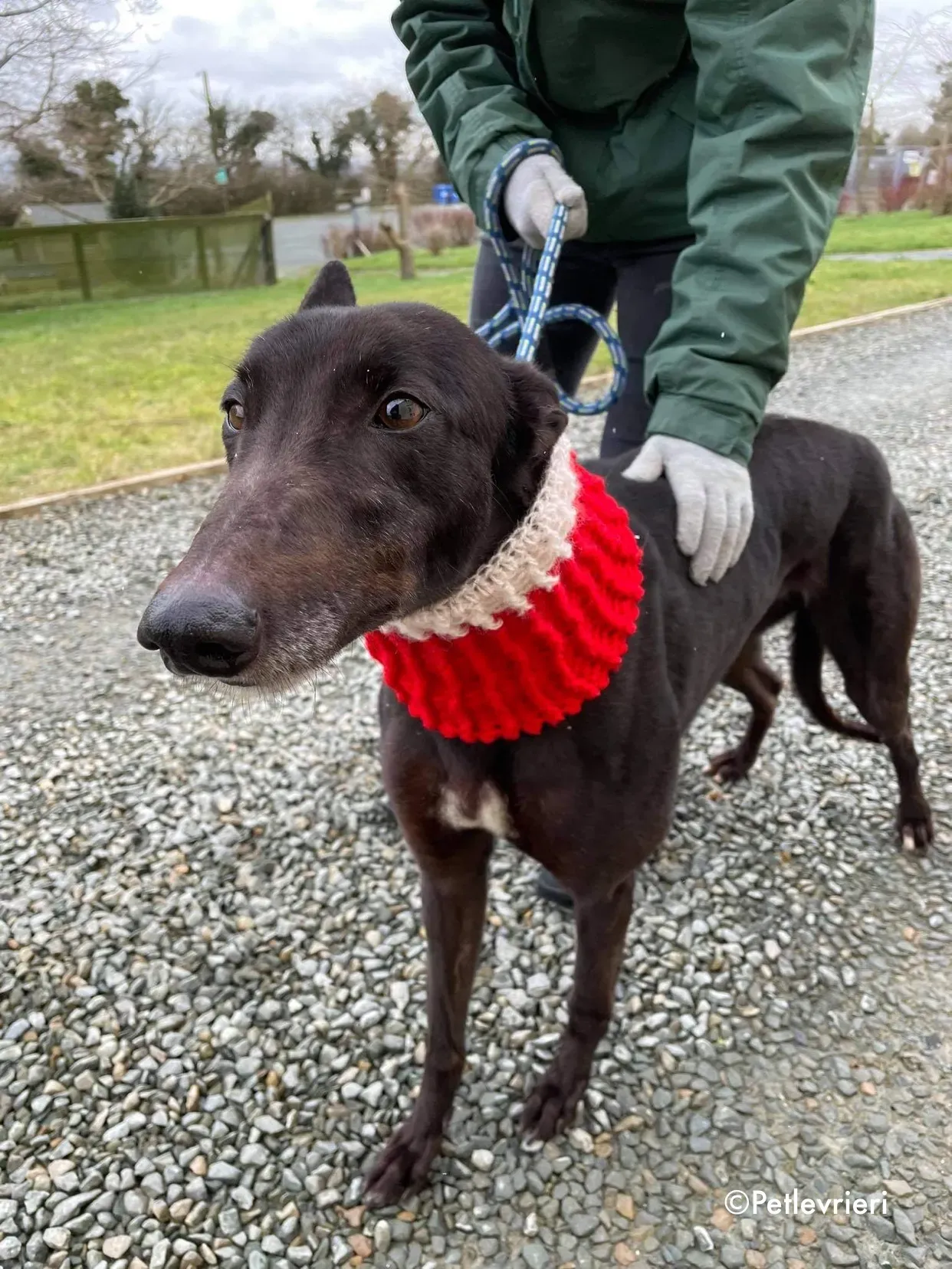 vonya adozione levrieri greyhound 3