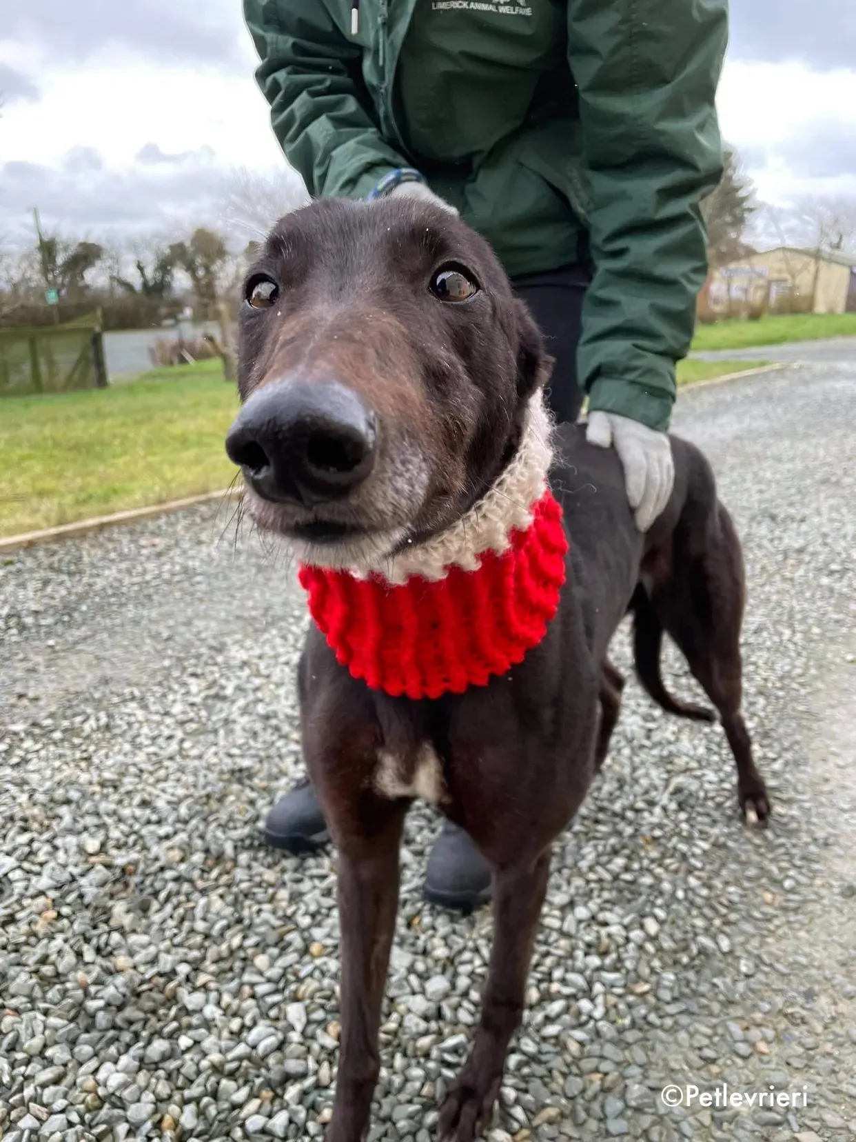 vonya adozione levrieri greyhound 4