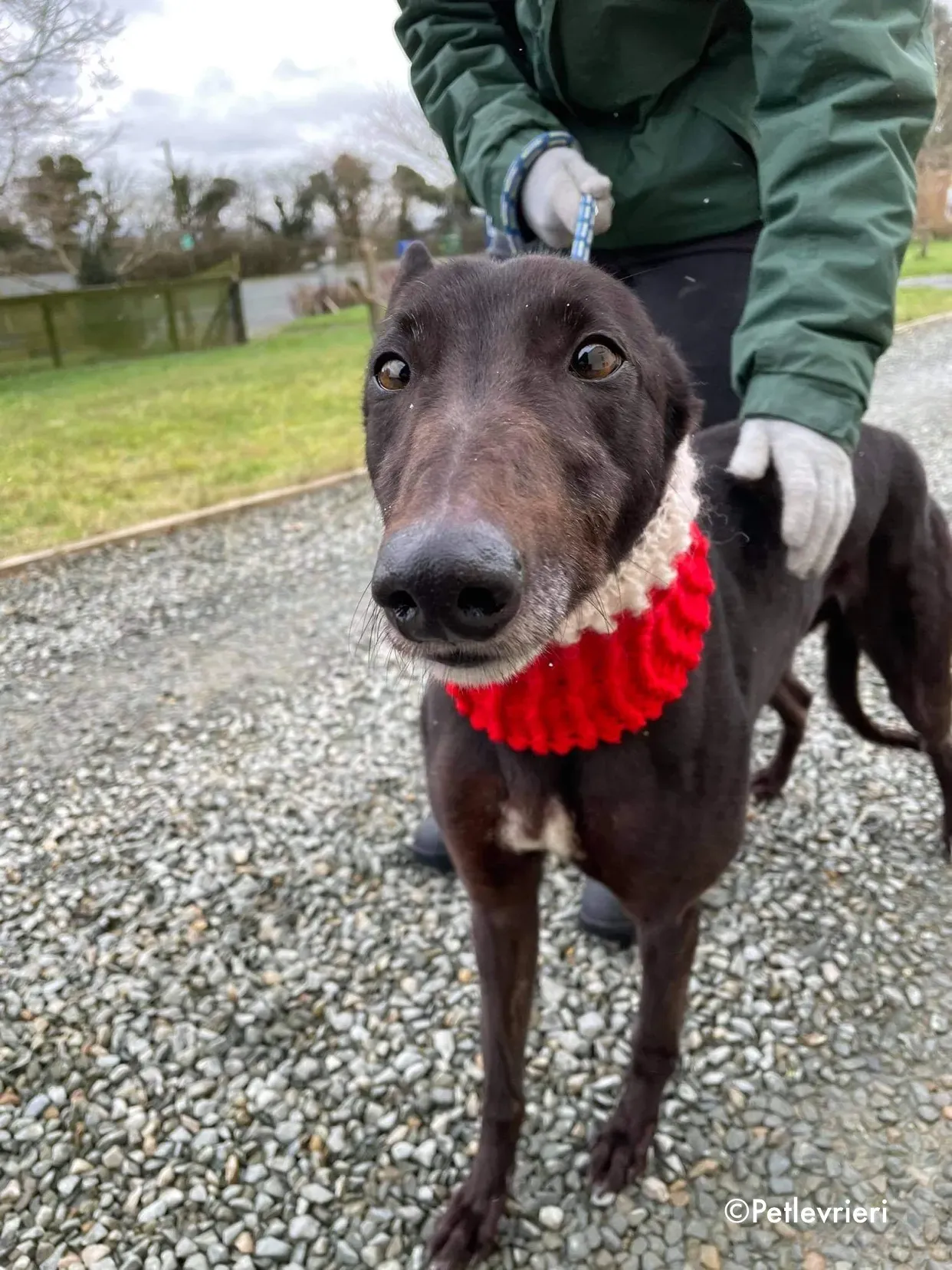 vonya adozione levrieri greyhound 5