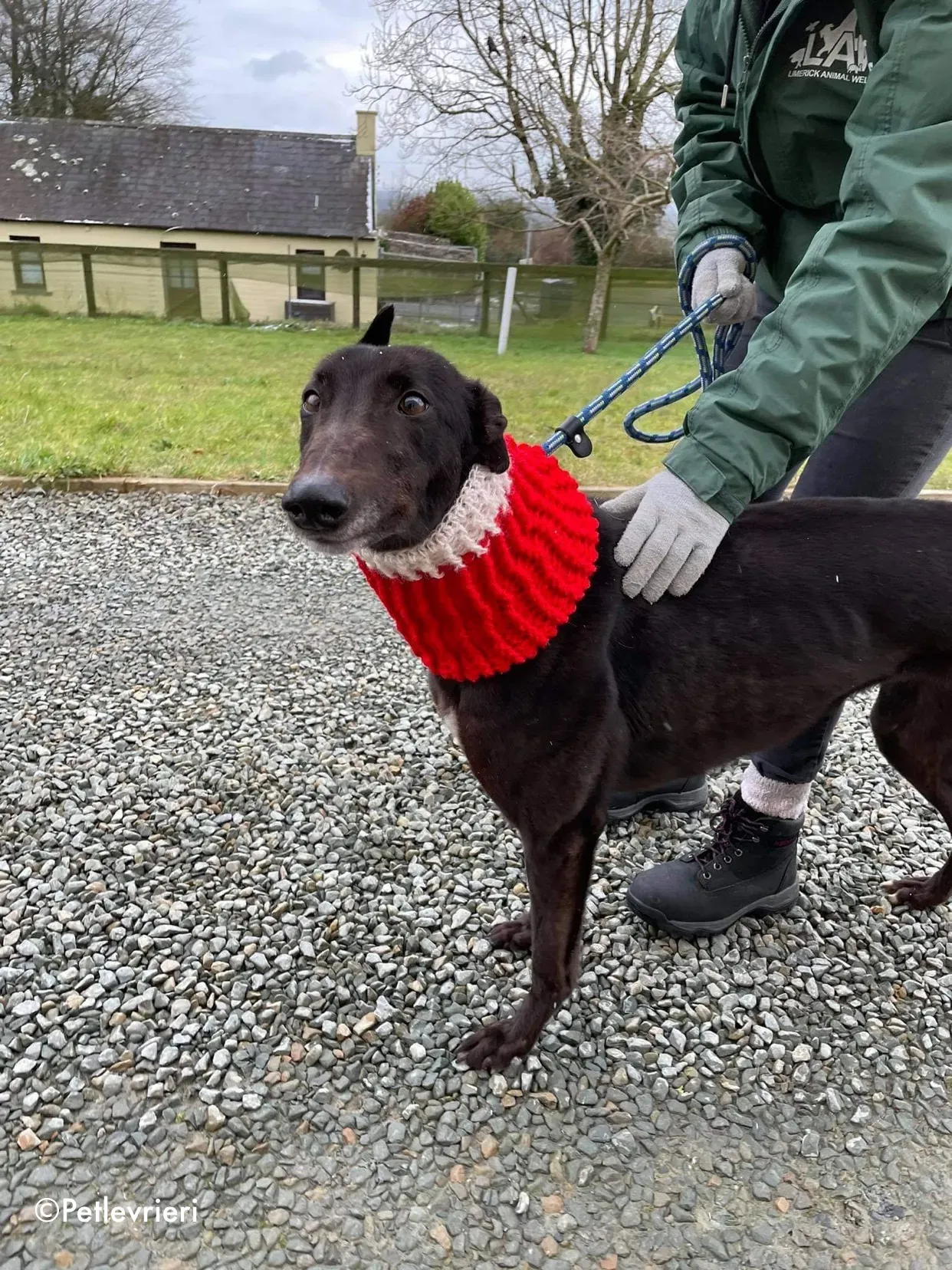 vonya adozione levrieri greyhound 6