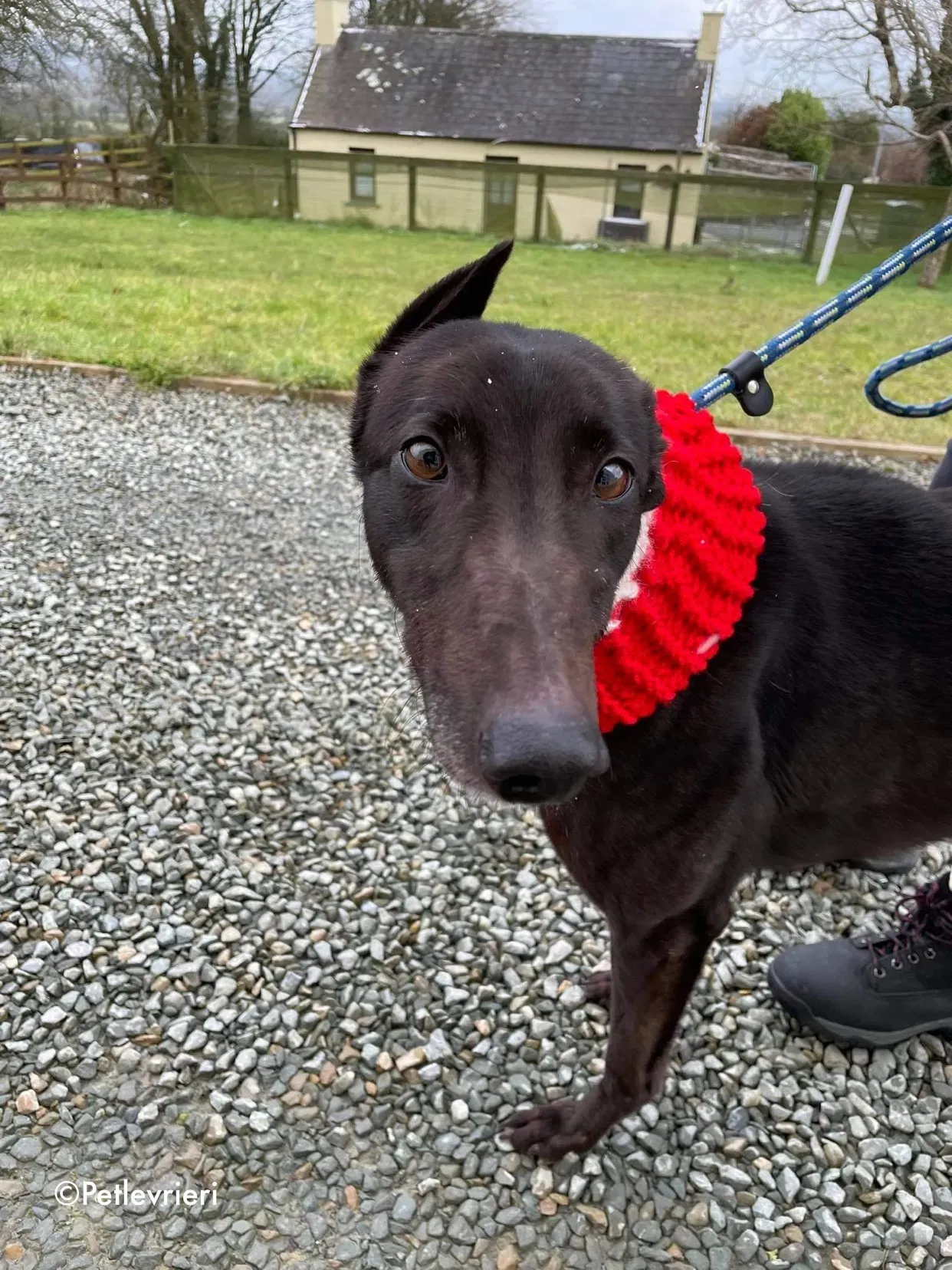 vonya adozione levrieri greyhound 7