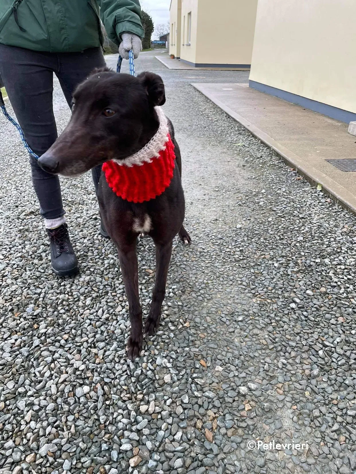 vonya adozione levrieri greyhound 8