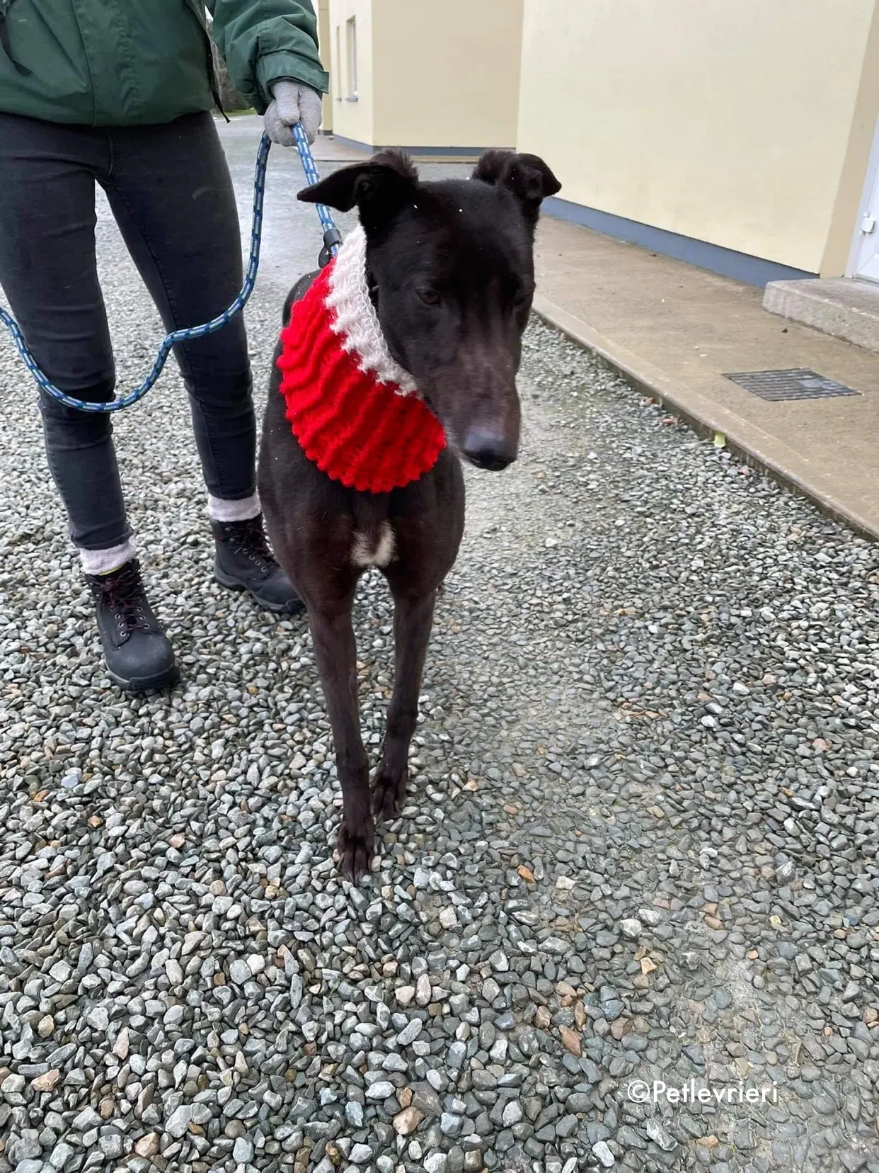 vonya adozione levrieri greyhound 9