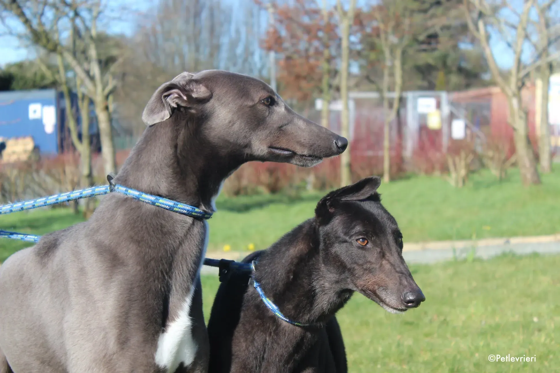 vonya e salah adozione levrieri greyhound 