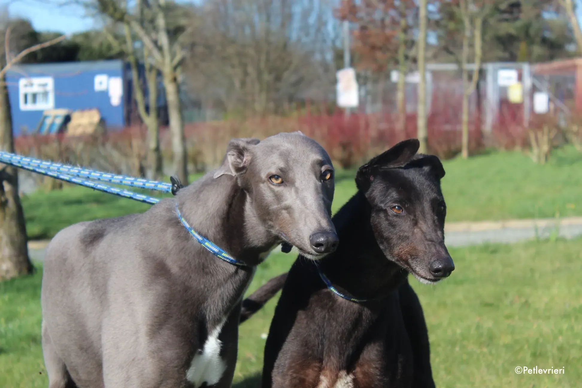 vonya e salah adozione levrieri greyhound 1