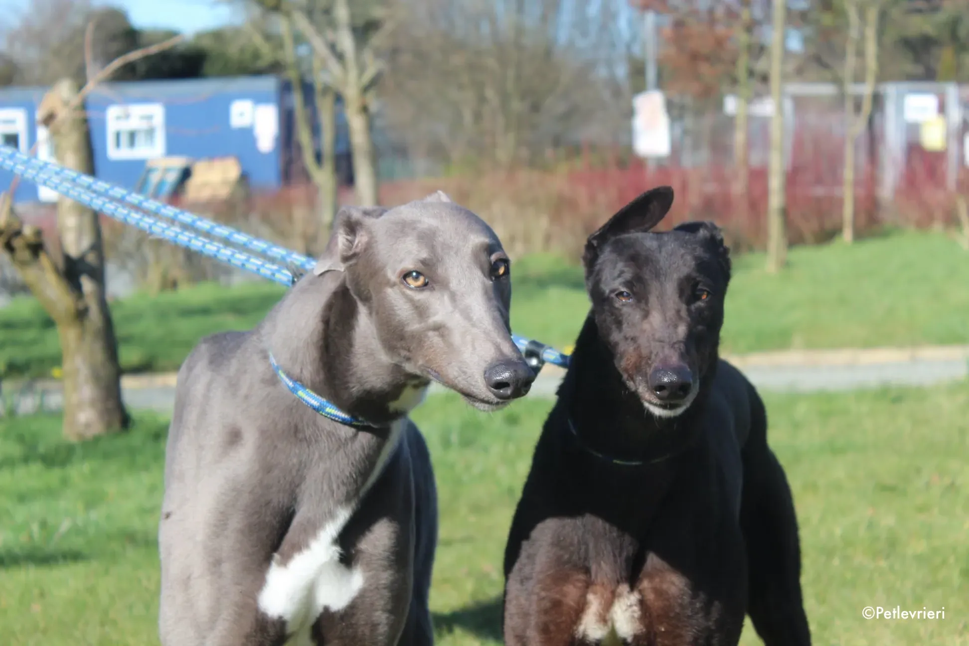 vonya e salah adozione levrieri greyhound 2