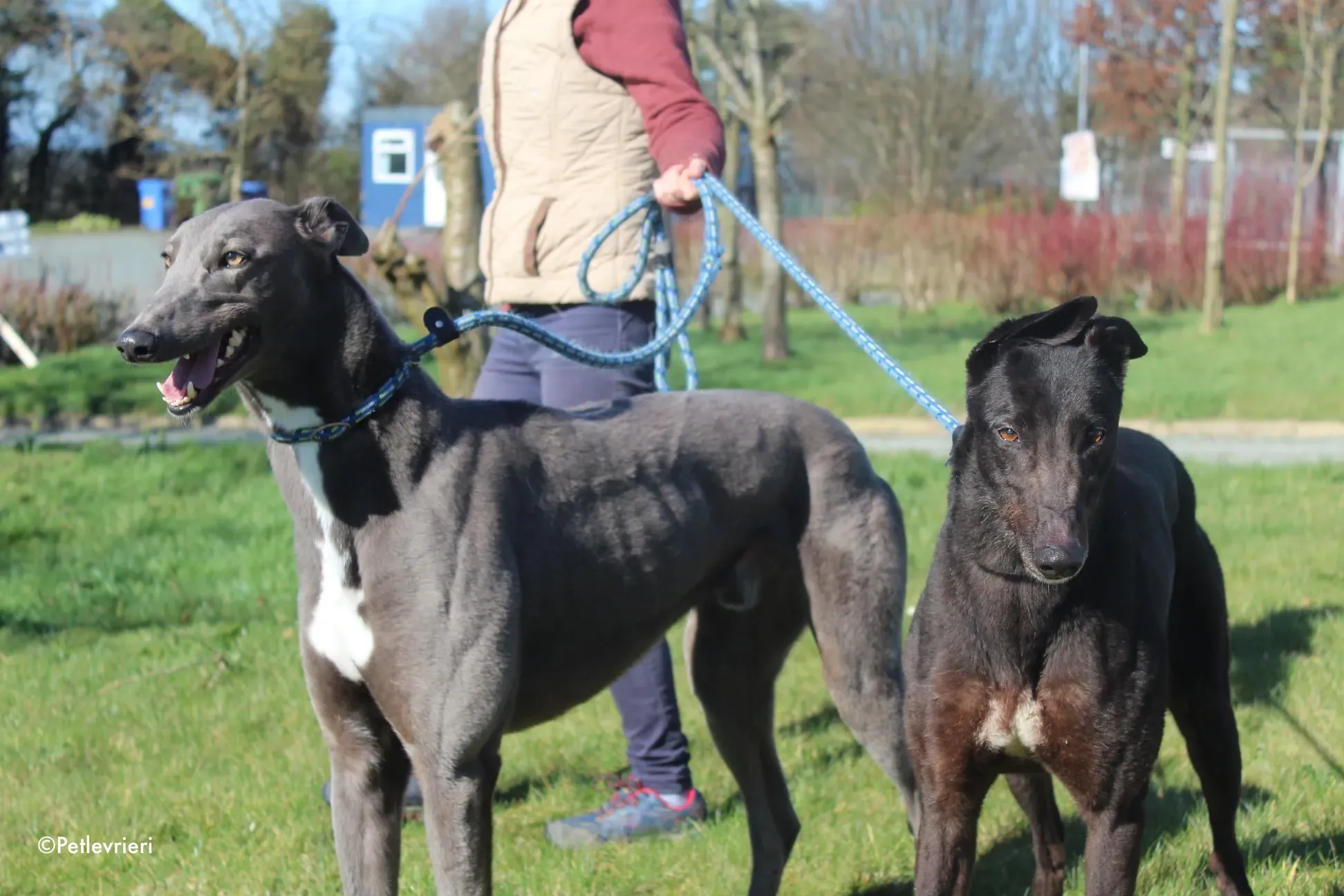 vonya e salah adozione levrieri greyhound 3