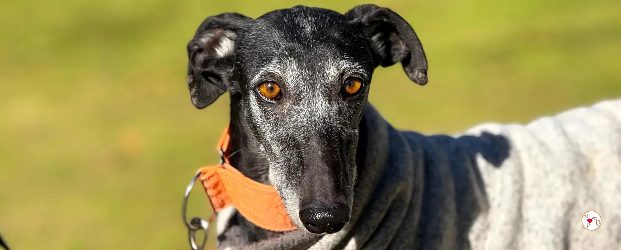 wabi sabi galgo adozione 00 copertina b