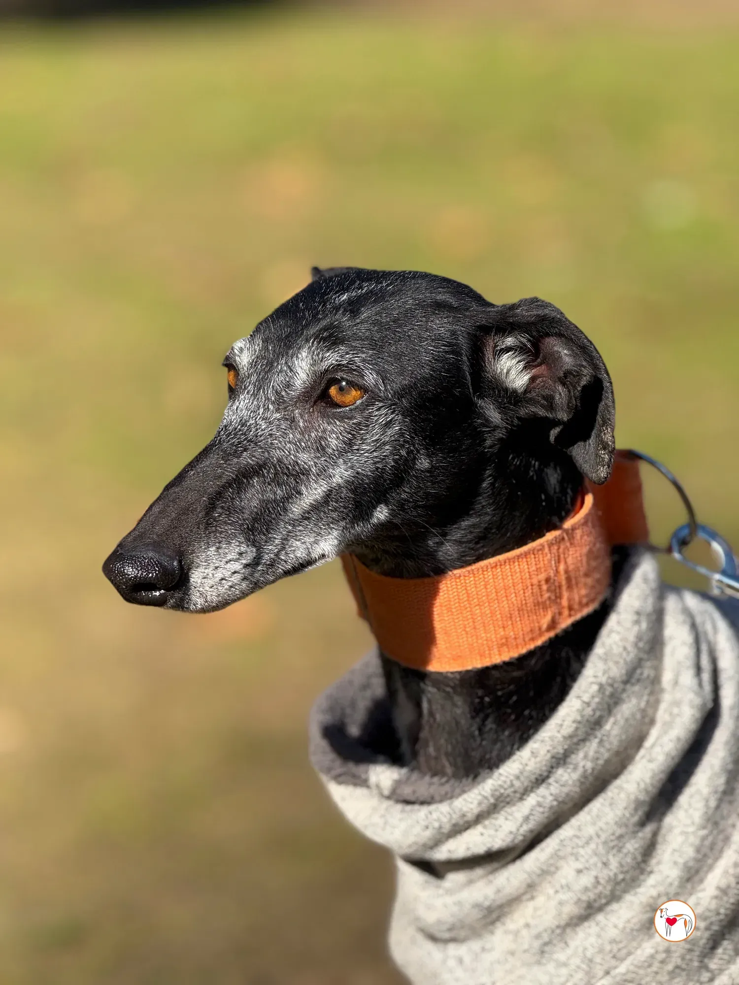 wabi sabi galgo adozione 10