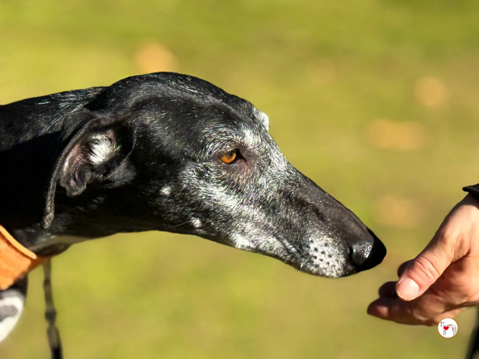 wabi sabi galgo adozione 2