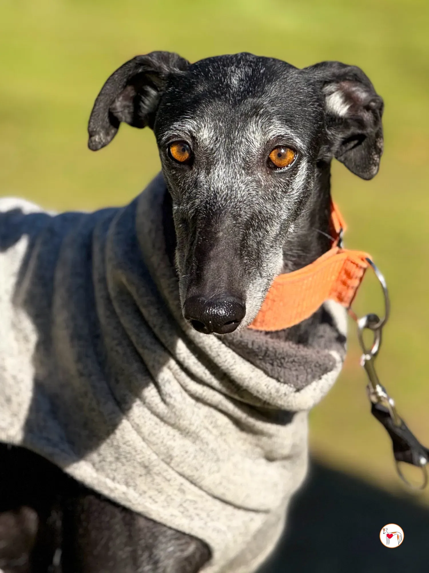 wabi sabi galgo adozione 3