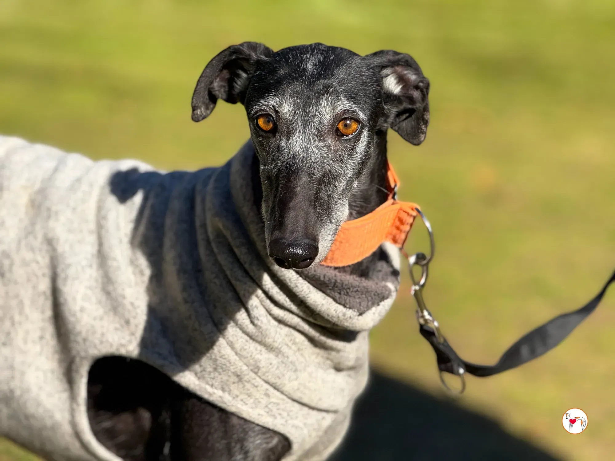 wabi sabi galgo adozione 4